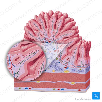 Lacteal (Vas lymphaticum centrale); Image: Paul Kim