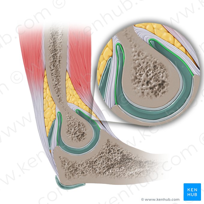Synovial membrane of elbow joint (Membrana synovialis articulationis cubiti); Image: Paul Kim