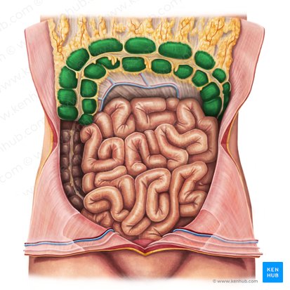Colon transverso (Colon transversum); Imagen: Irina Münstermann