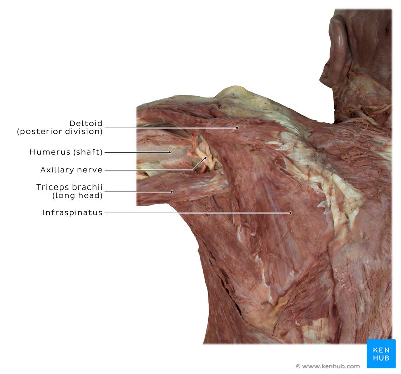 Axillary nerve and surrounding structures - posterior view