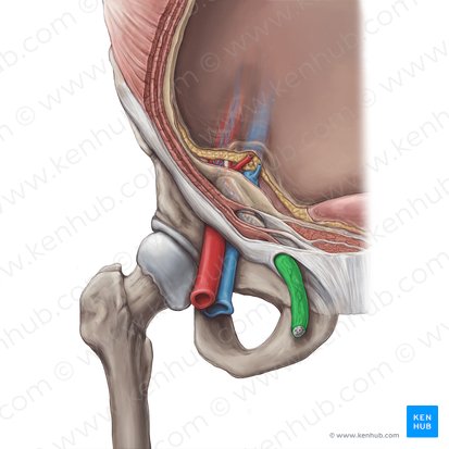 Fascia spermatica externa (Äußere Samenfaszie); Bild: Hannah Ely