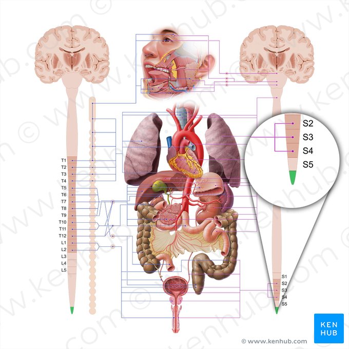 Coccygeal part of spinal cord (Pars coccygea medullae spinalis); Image: Paul Kim