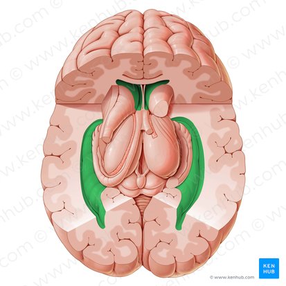 Ventrículo lateral (Ventriculus lateralis); Imagen: Paul Kim