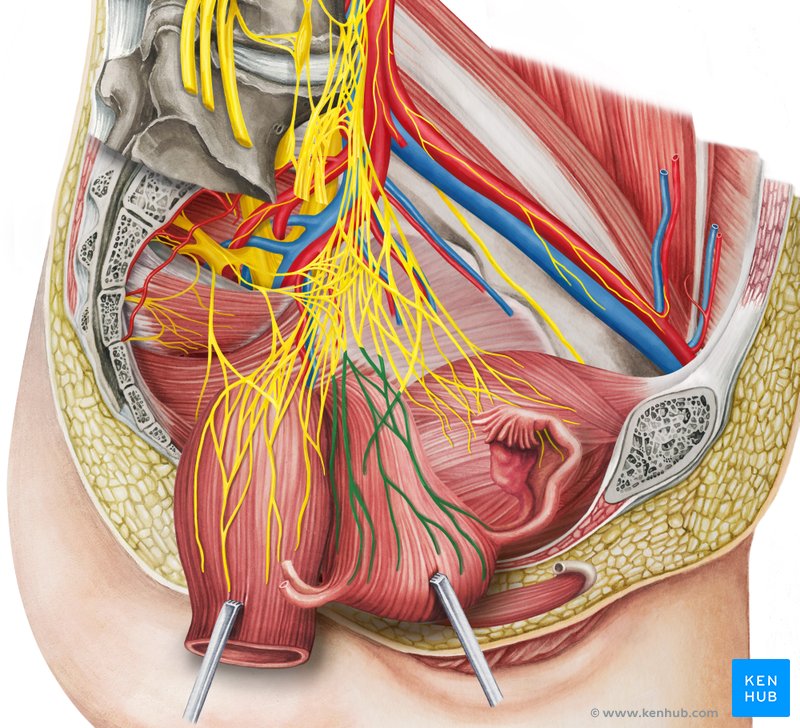 Plexo uterovaginal (vista lateral direita)