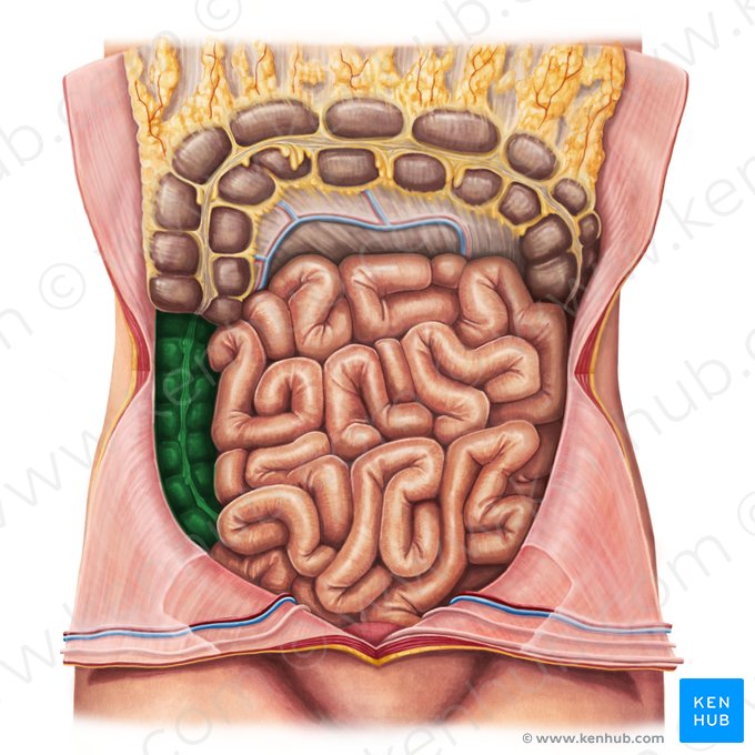 Cólon ascendente (Colon ascendens); Imagem: Irina Münstermann