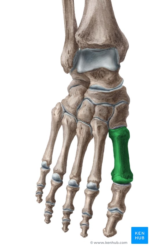 First metatarsal bone - ventral view