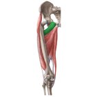 Pectineus muscle