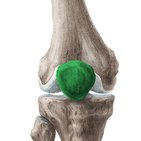 Patella