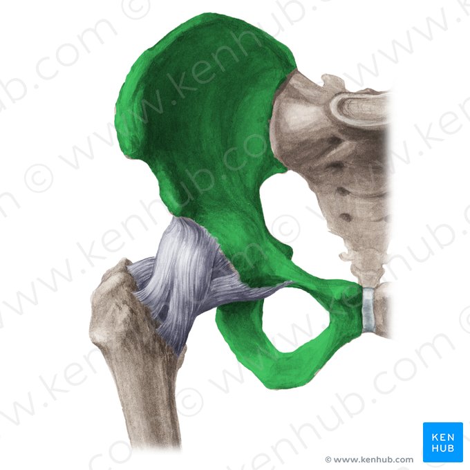 Hip bone (Os coxae); Image: Liene Znotina