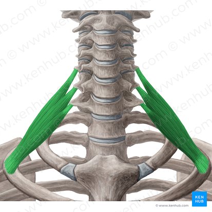 Músculo escaleno posterior (Musculus scalenus posterior); Imagen: Yousun Koh