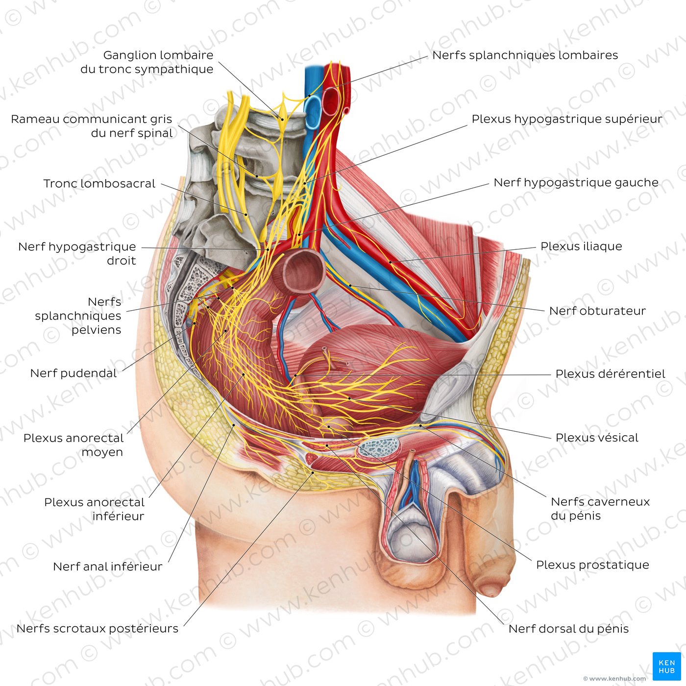 Nerves of the male pelvis