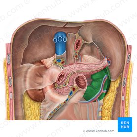 Left kidney (Ren sinister); Image: Irina Münstermann