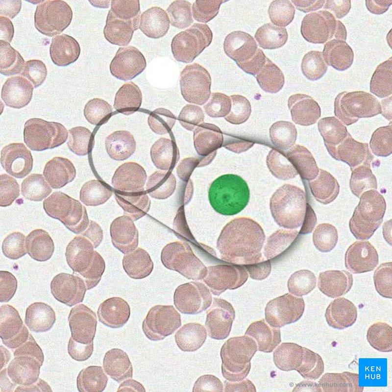 Reticulocyte - histological slide