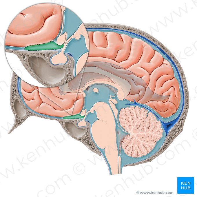 Cisterna quiasmática (Cisterna chiasmatica); Imagem: Paul Kim