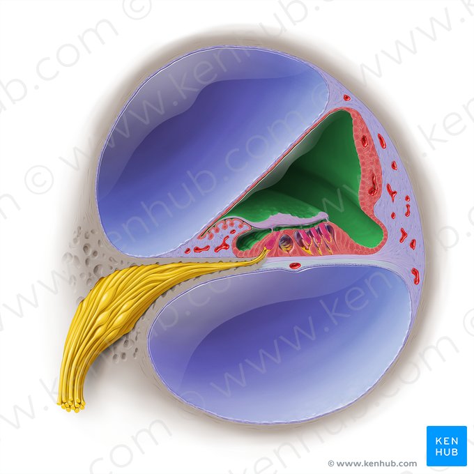 Conducto coclear (Ductus cochlearis); Imagen: Paul Kim