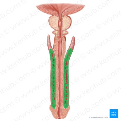 Cuerpo cavernoso del pene (Corpus cavernosum penis); Imagen: Samantha Zimmerman