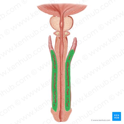 Corpo cavernoso do pênis (Corpus cavernosum penis); Imagem: Samantha Zimmerman