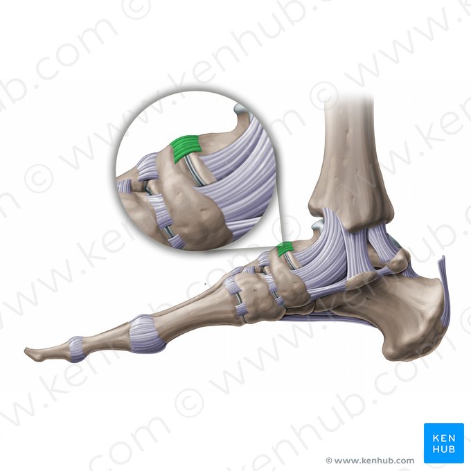 Ligamento talonavicular (Ligamentum talonaviculare); Imagen: Paul Kim