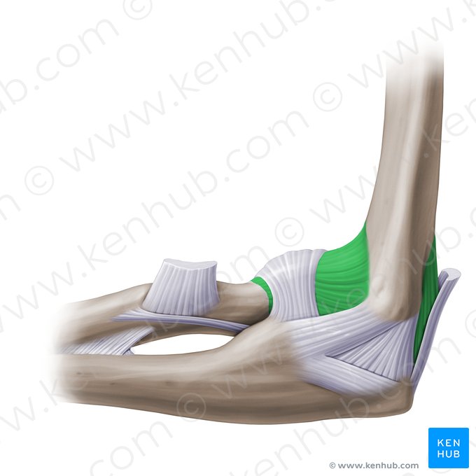 Cápsula articular de la articulación del codo (Capsula articularis cubiti); Imagen: Paul Kim