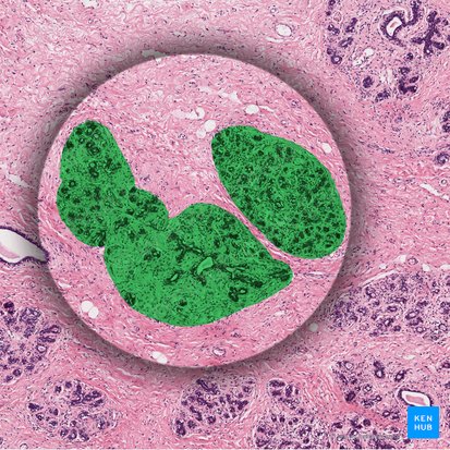 Lobules of tubuloalveolar glands; Image: 