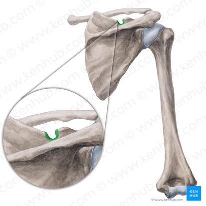 Incisura supraescapular (Incisura scapulae); Imagem: Yousun Koh