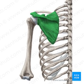 Scapula: Anatomy and clinical notes | Kenhub