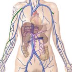 Cephalic vein