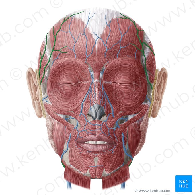 Veia temporal superficial (Vena temporalis superficialis); Imagem: Yousun Koh