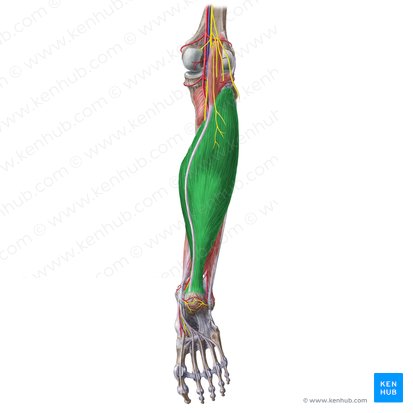 Soleus muscle (Musculus soleus); Image: Liene Znotina