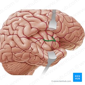 Partes corticales superiores et inferiores arteriae cerebri mediae (Obere und untere Endäste der mittleren Hirnarterie); Bild: Paul Kim