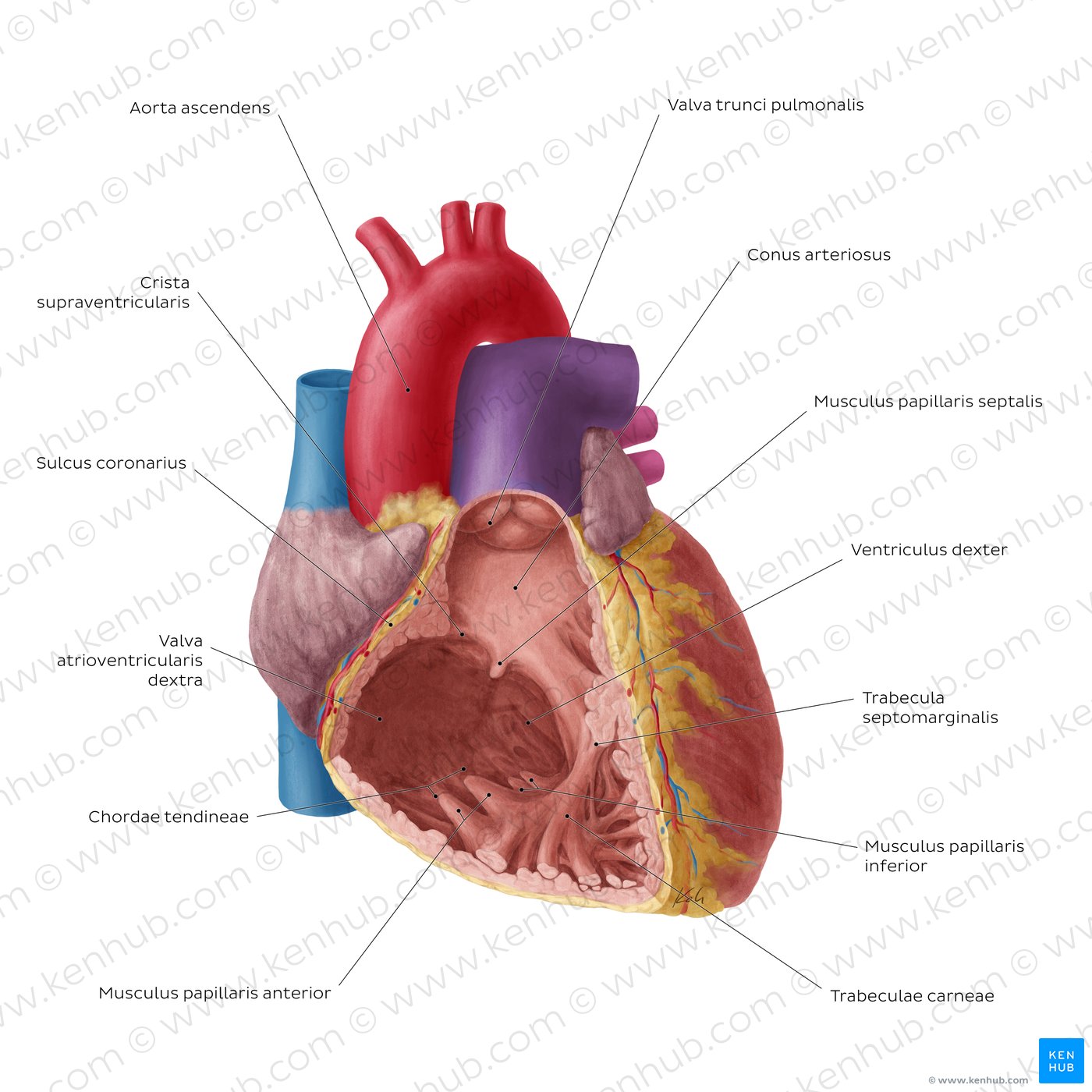 Heart: Right ventricle