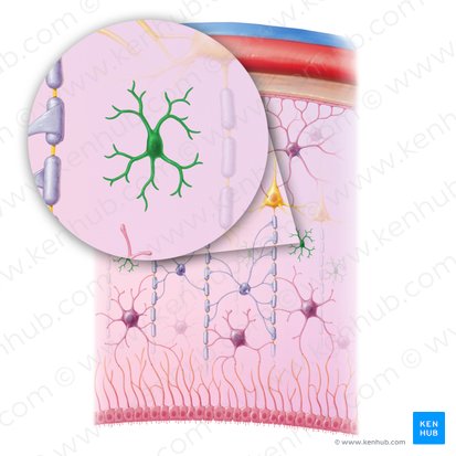 Microglial cell (Microgliocytus); Image: Paul Kim