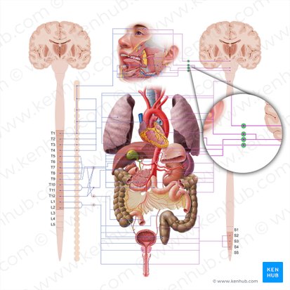 Gânglios parassimpáticos da cabeça (Ganglia parasympathica capitis); Imagem: Paul Kim