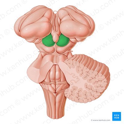 Colículo superior (Colliculus superior); Imagem: Paul Kim