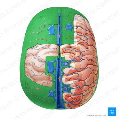 Dura mater; Image: Paul Kim