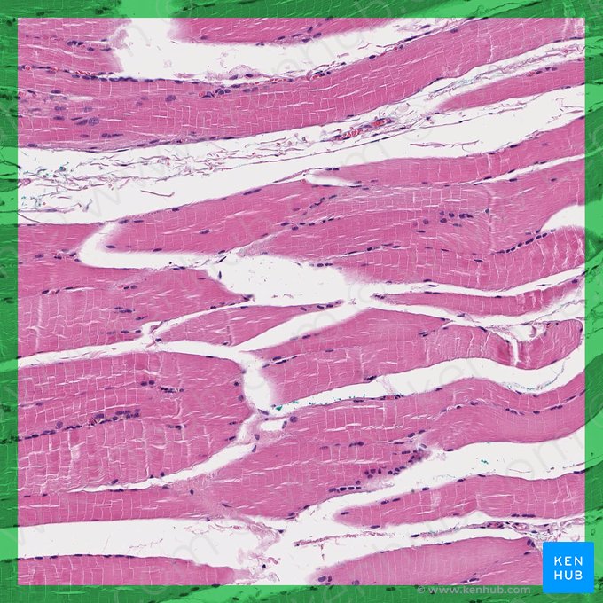 Skeletal muscle (Textus muscularis skeletalis); Image: 