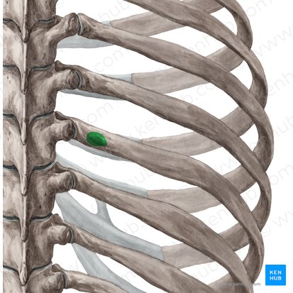 Tubercle of rib (Tuberculum costae); Image: Yousun Koh