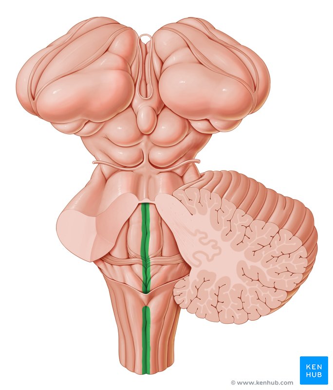 Posterior median sulcus - dorsal view