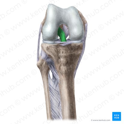 Ligament croisé antérieur (Ligamentum cruciatum anterius); Image : Liene Znotina