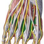 Músculos interósseos dorsais do pé