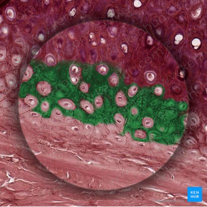 Cartilage matrix (Matrix cartilaginea); Image: 