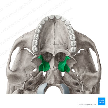 Medial plate of pterygoid process of sphenoid bone (Lamina medialis processus pterygoidei ossis sphenoidalis); Image: Yousun Koh