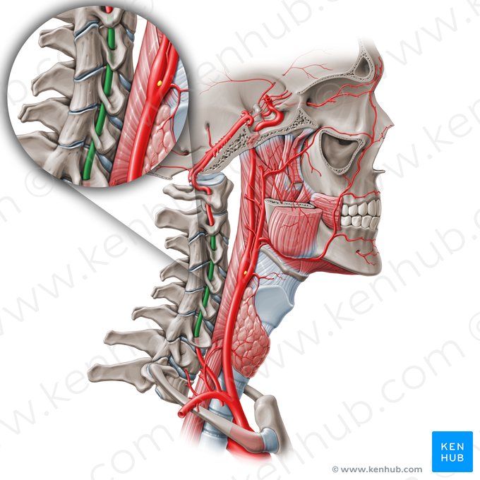 Parte transversária da artéria vertebral (V2) (Pars cervicalis arteriae vertebralis (V2)); Imagem: Paul Kim