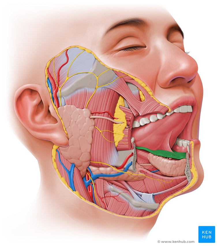 Sublingual fold