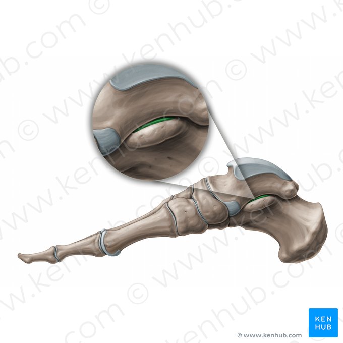 Articulación talocalcánea (Articulatio subtalaris); Imagen: Paul Kim