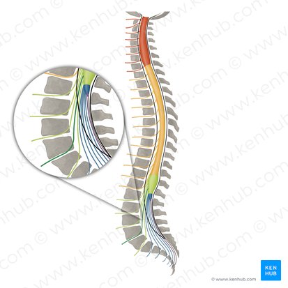 Nervus spinalis L4 (Spinalnerv L4); Bild: Irina Münstermann