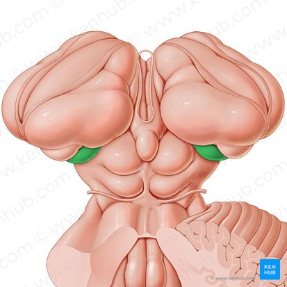 Medial geniculate body (Corpus geniculatum mediale); Image: Paul Kim