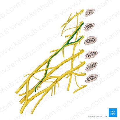 Nervio subescapular inferior (Nervus subscapularis inferior); Imagen: Begoña Rodriguez