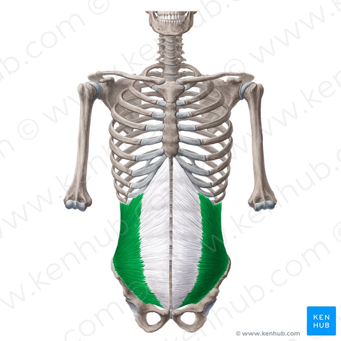 Músculo oblicuo interno del abdomen (Musculus obliquus internus abdominis); Imagen: Yousun Koh