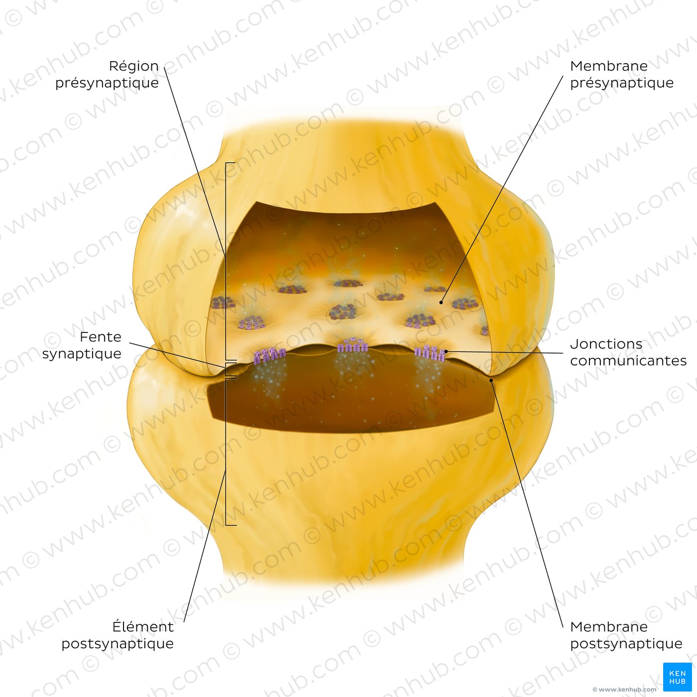 Key features of an electrical synapse